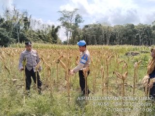 Polsek Rambang Lubai Monitoring Tanaman Jagung, Wujud Nyata Dukung Ketahanan Pangan
