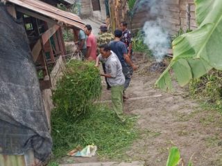 Dugaan Penguasaan Bantuan Sapi di Muaro Jambi, Desakan Audit dan Penegakan Hukum Menguat