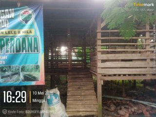 Dana BumDesa Jadi Sorotan, Pengurus Desa Perdana Saling Tuding soal Ternak Kambing