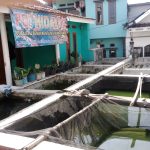 Penjual Benih Ikan di Banjaran Bertahan, Margin Kian Menipis di Tengah Biaya Operasional