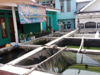 Penjual Benih Ikan di Banjaran Bertahan, Margin Kian Menipis di Tengah Biaya Operasional