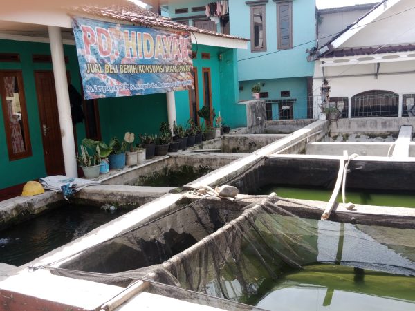 Penjual Benih Ikan di Banjaran Bertahan, Margin Kian Menipis di Tengah Biaya Operasional