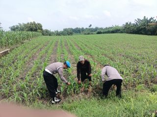 Bhabinkamtibmas Polsek Megaluh Dukung Ketahanan Pangan dengan Kegiatan Pengecekan Pertumbuhan Tanaman Jagung