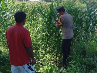 Dukung Ketahanan Pangan Nasional, Polsek Kudu Jombang Turun Langsung Dampingi Petani Jagung