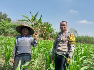 Dari Sawah Mojotrisno untuk Indonesia: Bhabinkamtibmas Kawal Jagung Hingga Panen Demi Swasembada Pangan